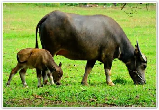 Chia sẻ kinh nghiệm từ các đề thủ mơ trâu đánh con gì ?